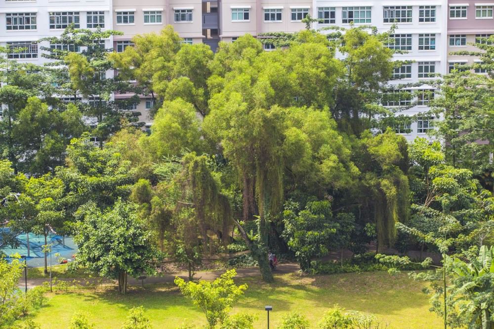 image of YISHUN NATURE PARK